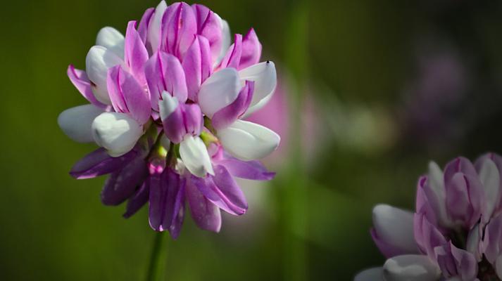 Oliphant Fen